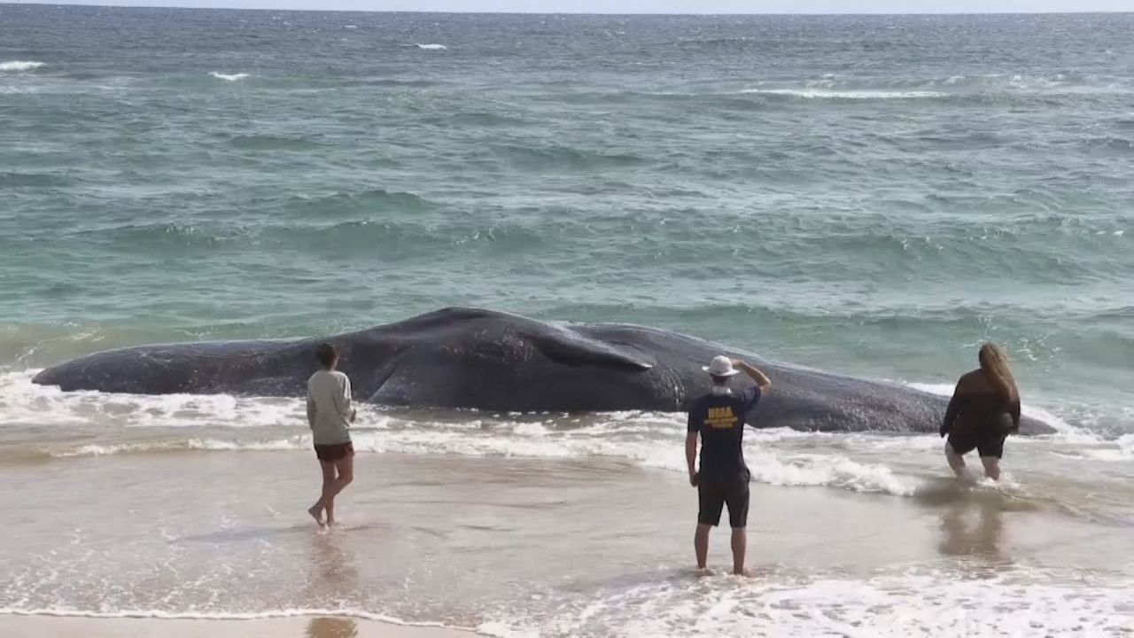 Toter Wal an der Küste Hawaiis: Millionen Tonnen Plastikmüll im Magen gefunden