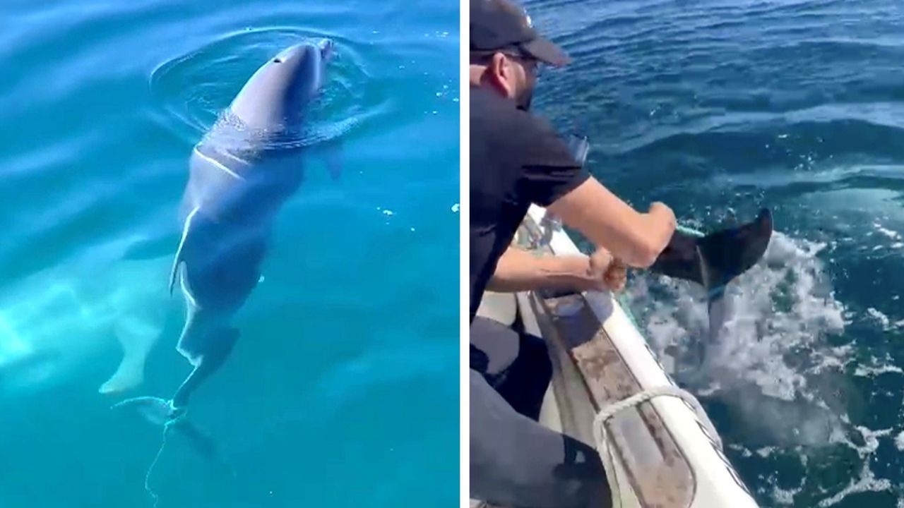 Delfinjunges hängt an Fischerleine – Angler greifen mutig ein