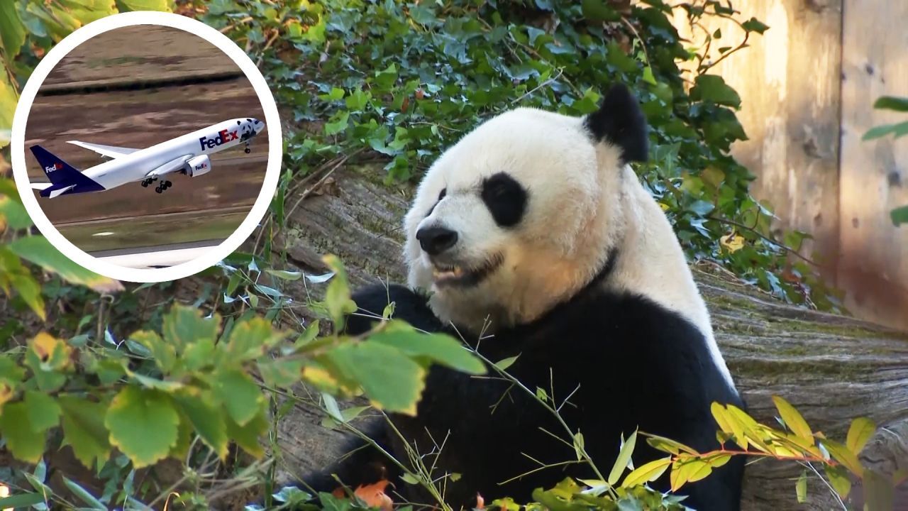 Nach 23 Jahren in Washington: Panda-Familie fliegt zurück nach China