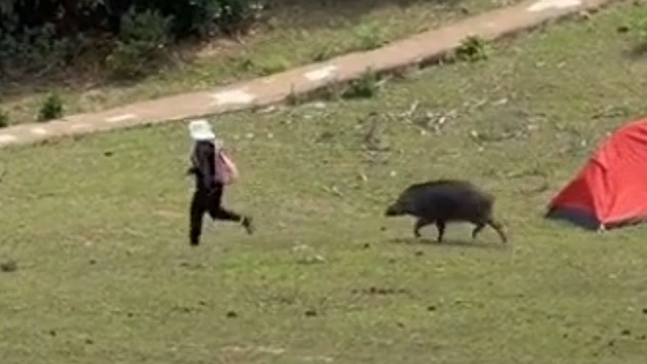 Freches Wildschwein jagt Touristinnen und erbeutet Rucksack