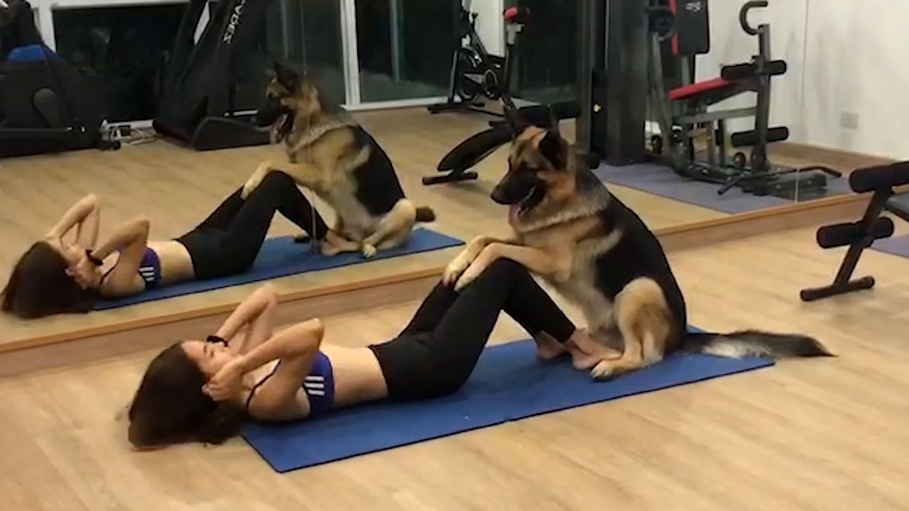 Tierischer Trainer: Schäferhund hilft Frau bei Sit-ups