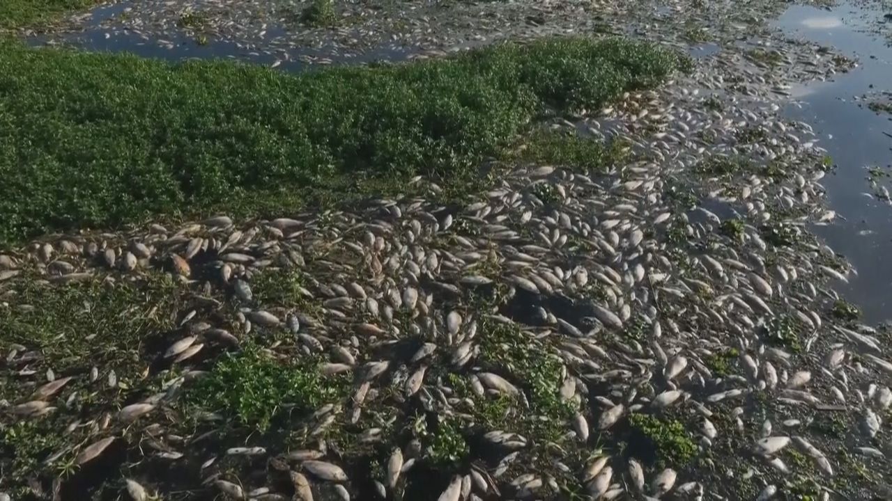 Nach illegaler Abwassereinleitung: Tonnenweise Fische sterben in Brasilien