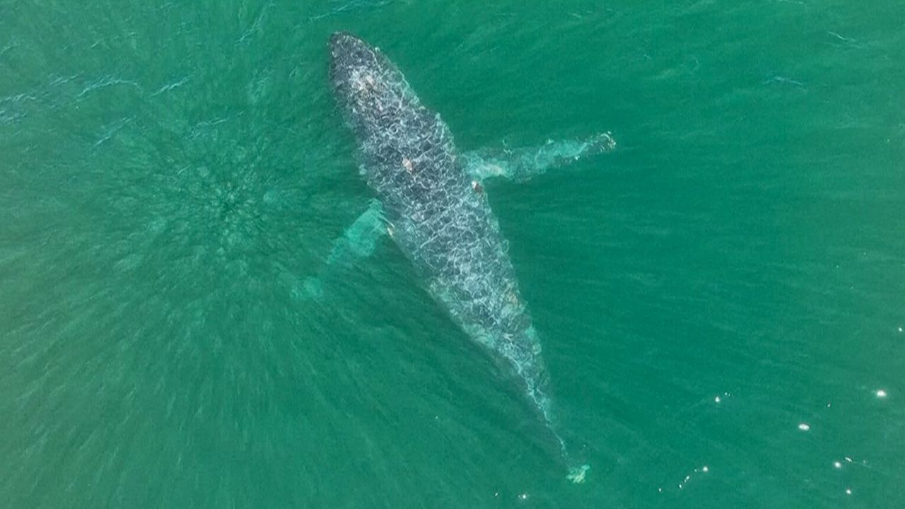 Trotz grausamer Verletzung: Wal schwimmt ohne Schwanzflosse vor US-Küste