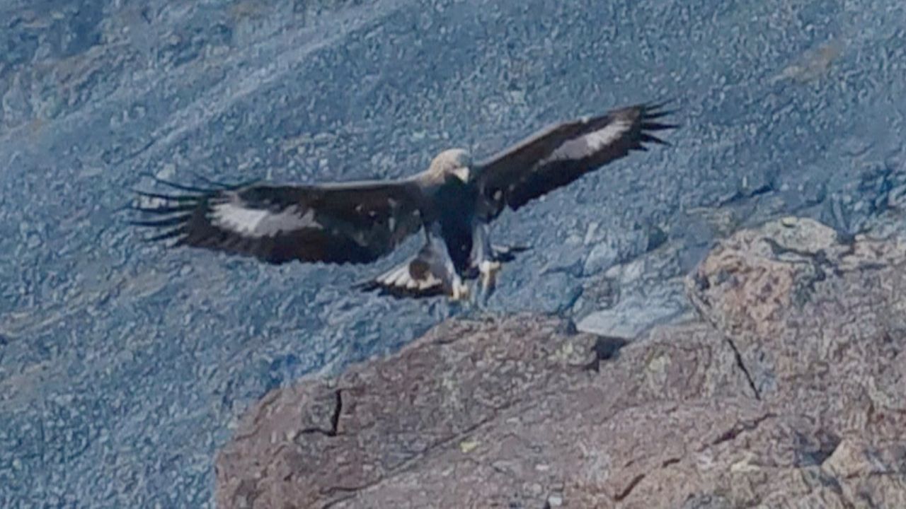 Momente wie aus „Die Vögel“: Steinadler greift Menschen in Norwegen an