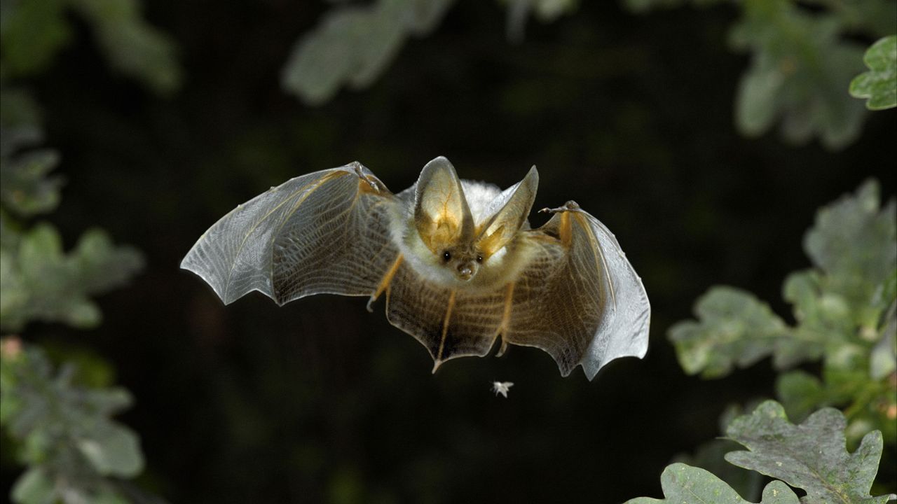 Die süßeste Fledermaus: Behörde in USA veranstaltet Online-Wettbewerb