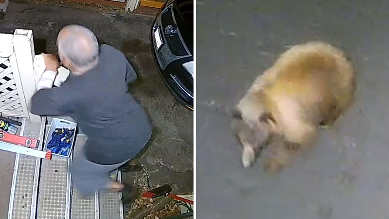 Bärenfamilie bricht in Garage ein – Hausbewohner erlebt Schrecksekunde