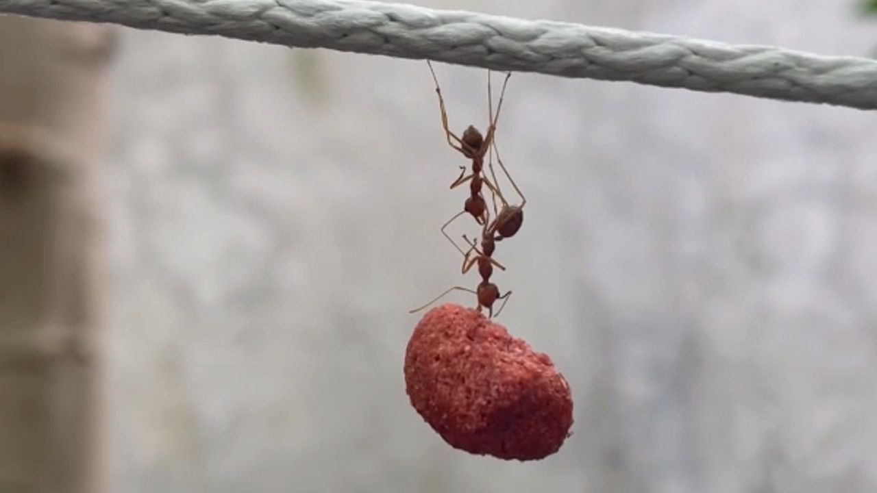 Mission Impossible: Ameisen kämpfen gegen die Schwerkraft