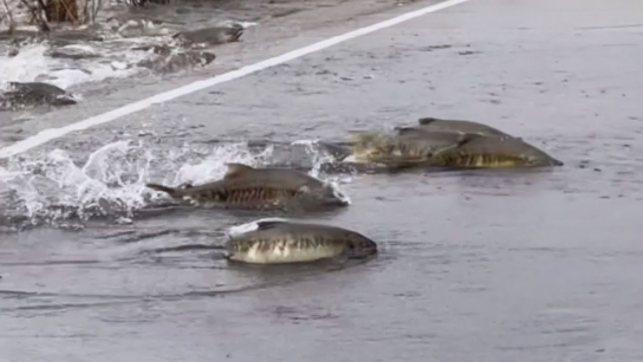 Lachse auf Abwegen – Fische überqueren Straße in Washington