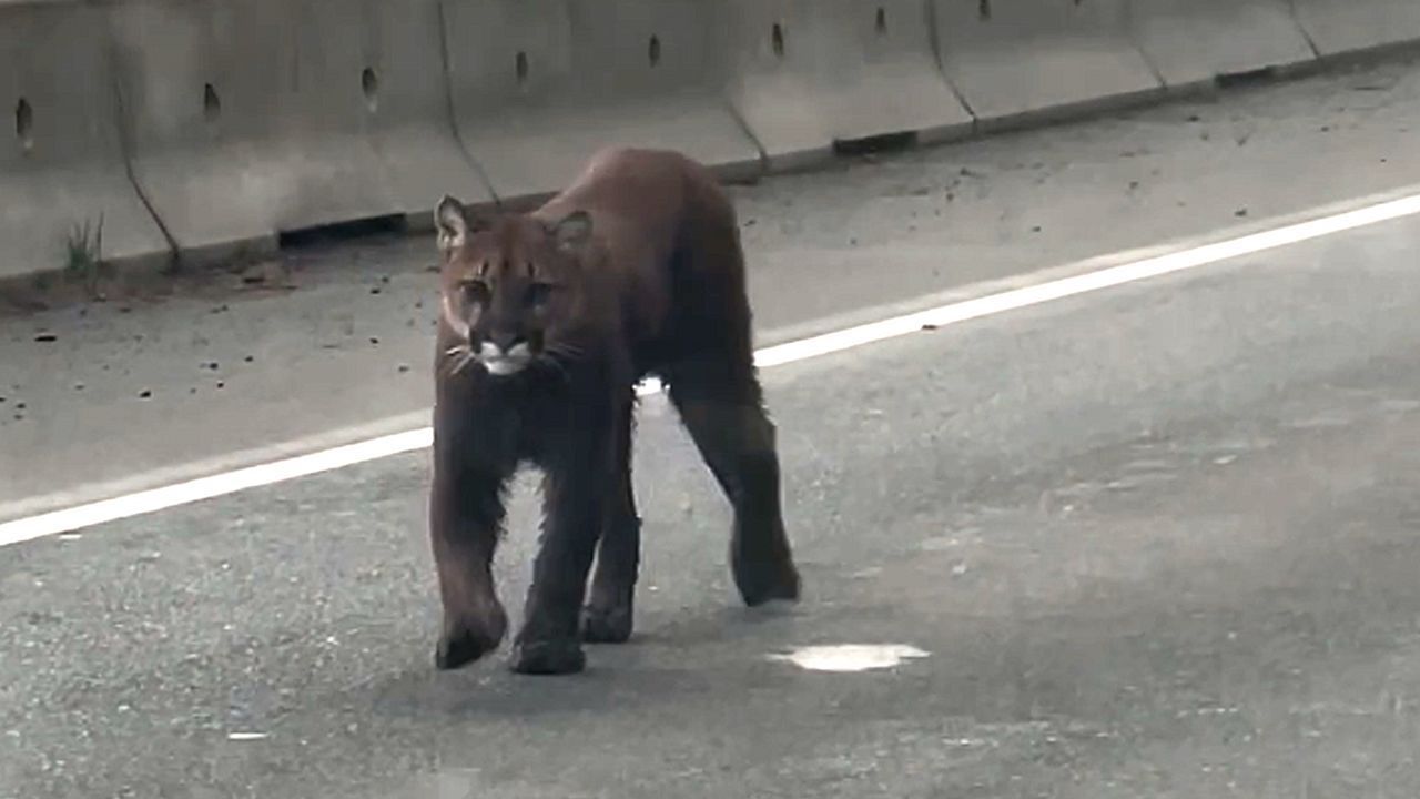 Auf Landstraße in Kanada: Puma läuft an Autofahrer vorbei