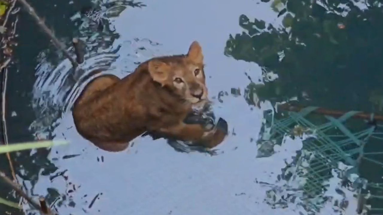 In Brunnen gefallen – junger Löwe kämpft um sein Leben