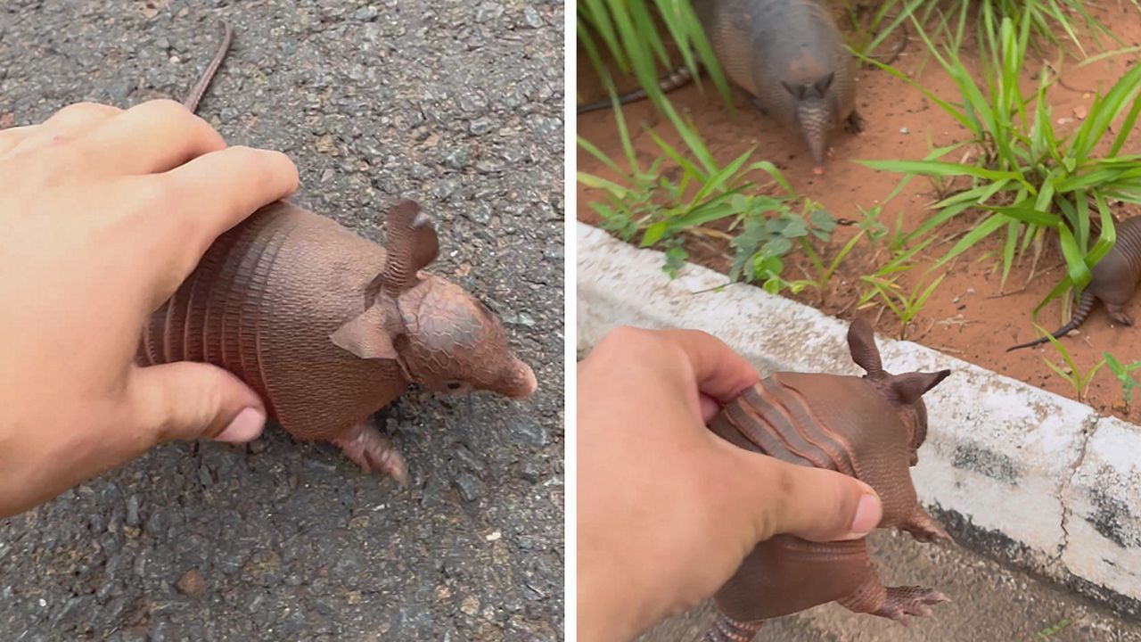 Orientierungslos auf der Straße: Autofahrer hilft Gürteltierbabys