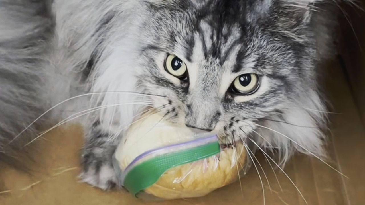 Pfoten weg: Maine-Coon-Katze verteidigt gestohlenes Sandwich mit allen Mitteln