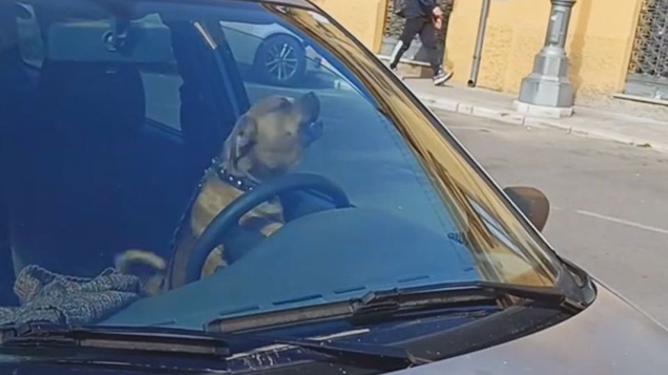 VIRAL: Σκυλάκος κορνάρει μανιωδώς καλώντας τον άνθρωπο του (VID)