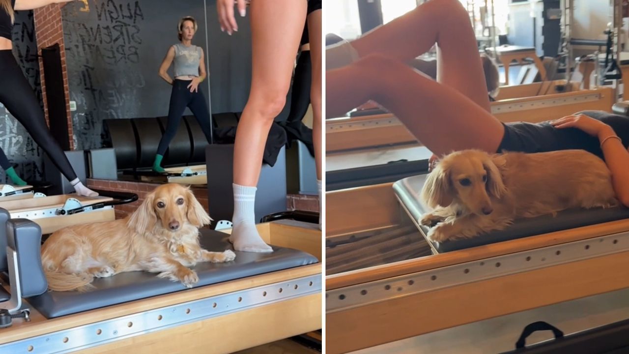 Entspannter Hund trainiert mit: „Moose“ wird zum Pilates-Star in Arizona
