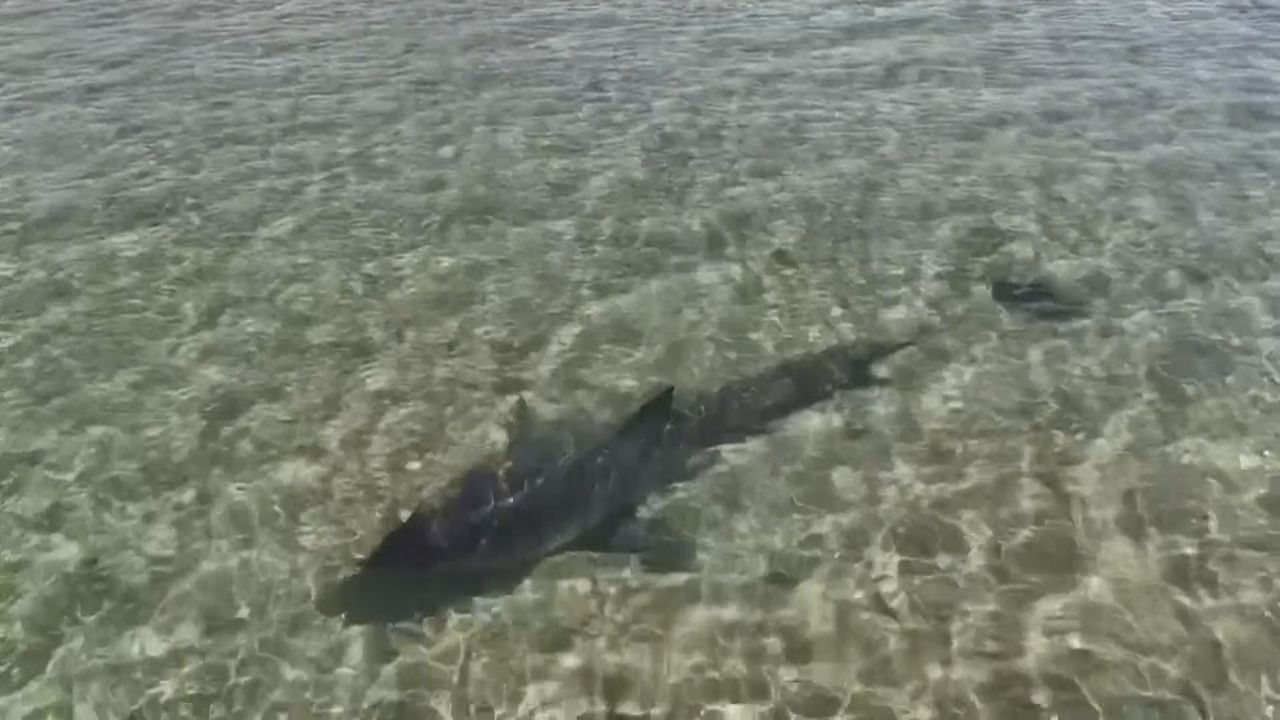 Video: Weißer Hai in Australien gestrandet: Tourist filmt Rettungsaktion mit Drohne