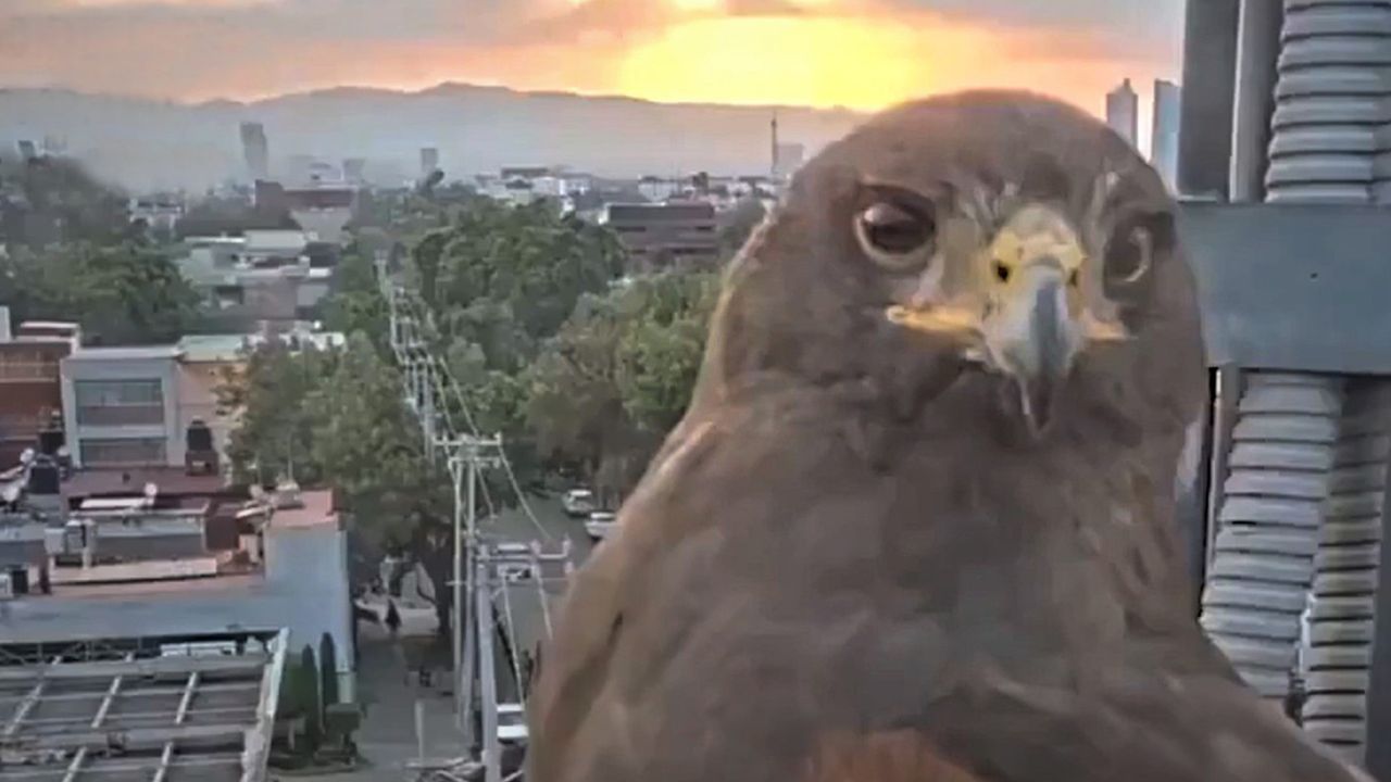 Plötzlich Bild weg: Neugieriger Bussard kapert Überwachungskamera