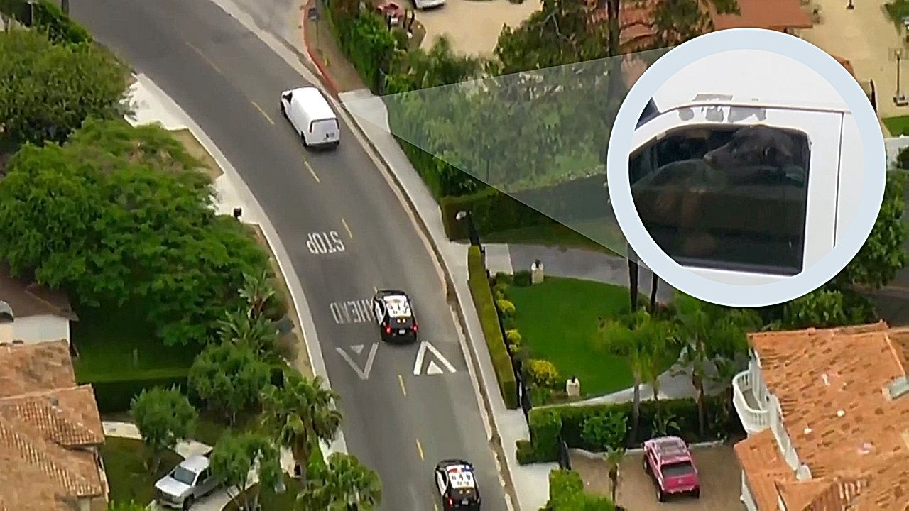 Hund lugt aus Autofenster: Frau flieht mit Vierbeinern vor der Polizei