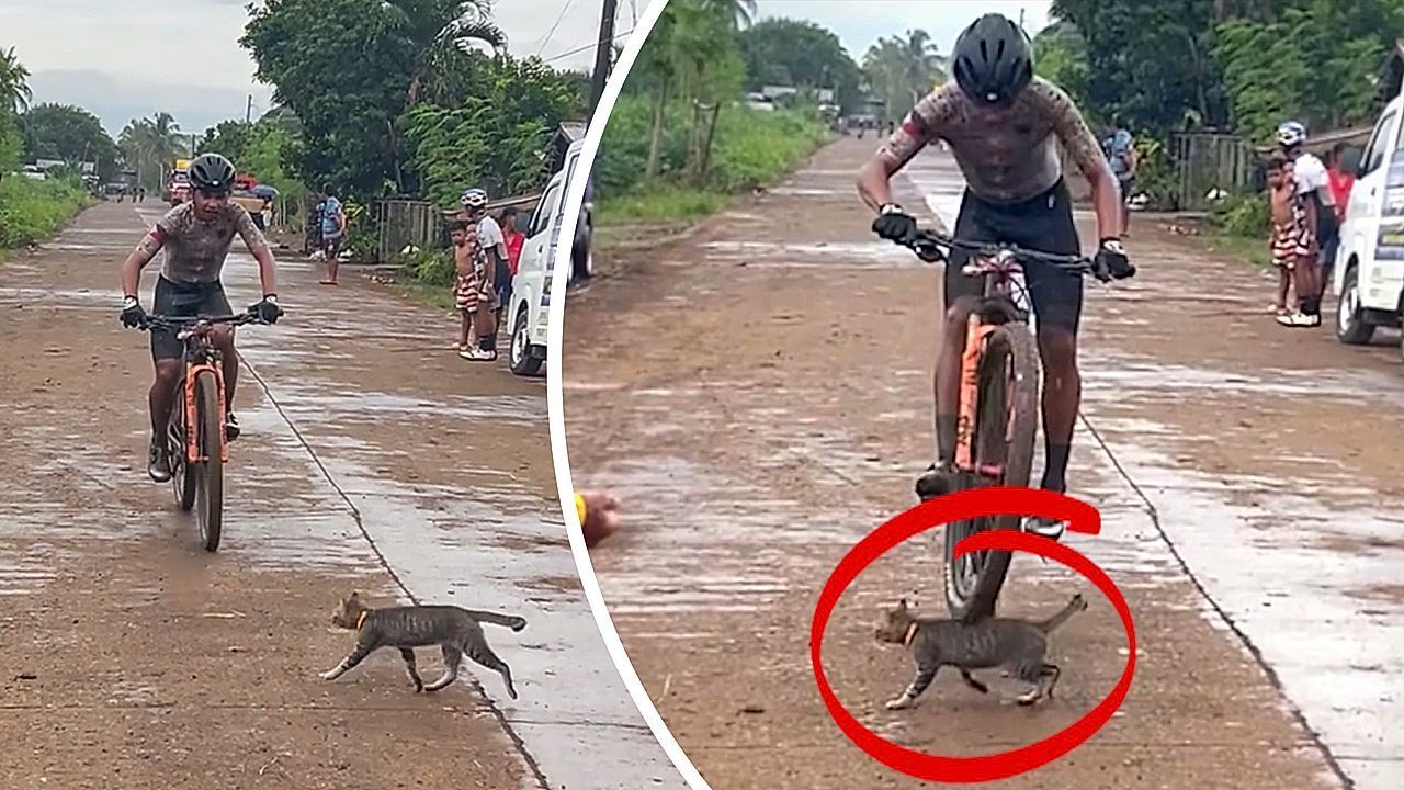 Katze macht Zieleinfahrt fast zunichte: Perfekte Reflexe retten Radfahrer