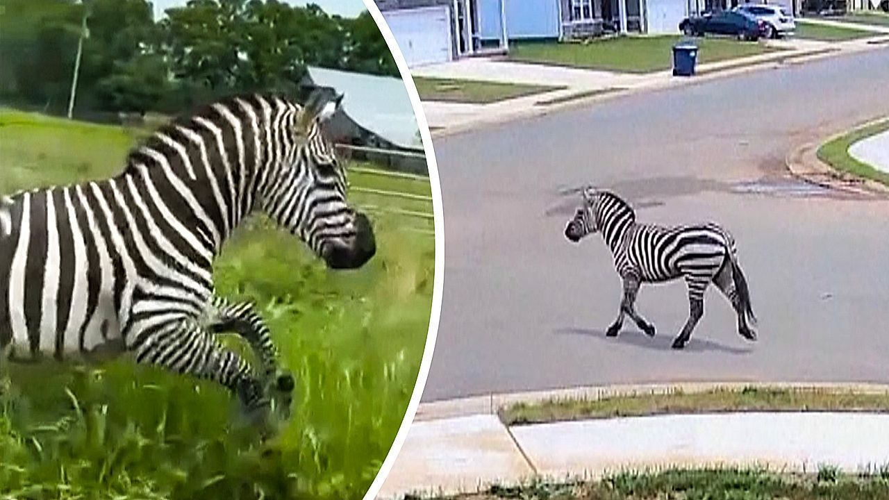 Haustier ausgebüxt: Zebra verursacht Verkehrschaos in Tennessee
