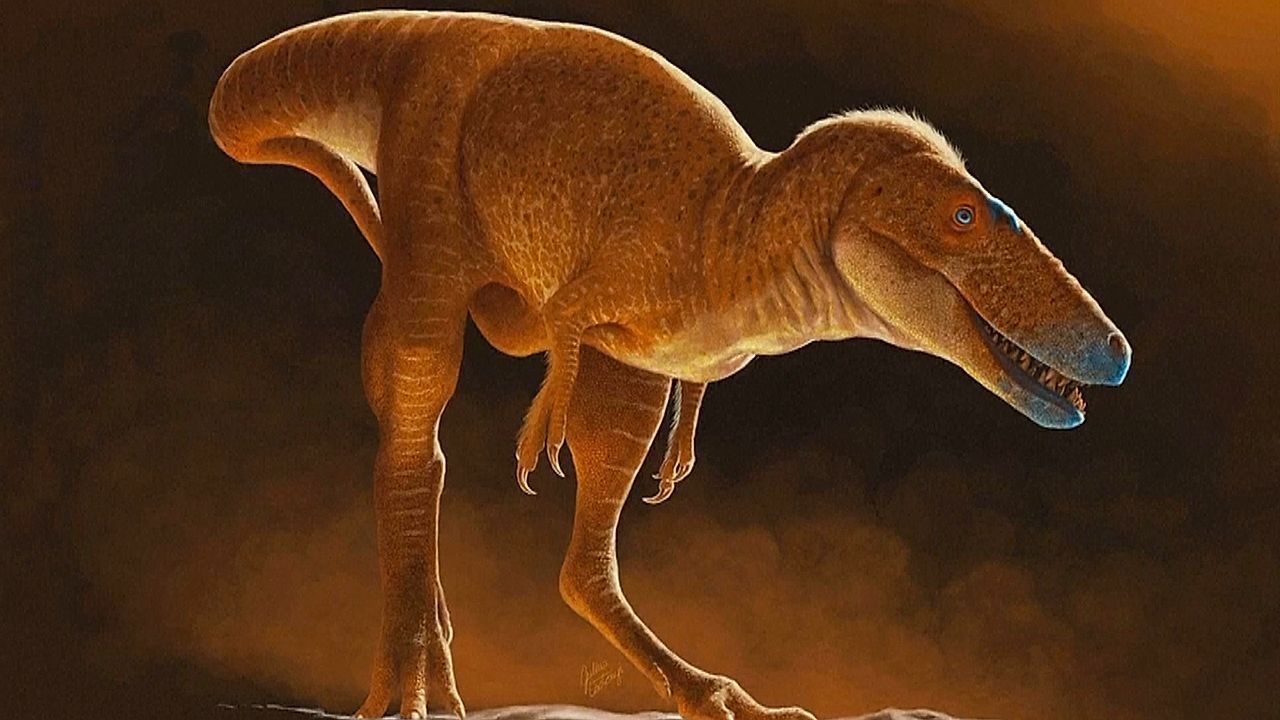 Video: Vorfahre des T-Rex: Forscher entdecken neue Dinosaurierart