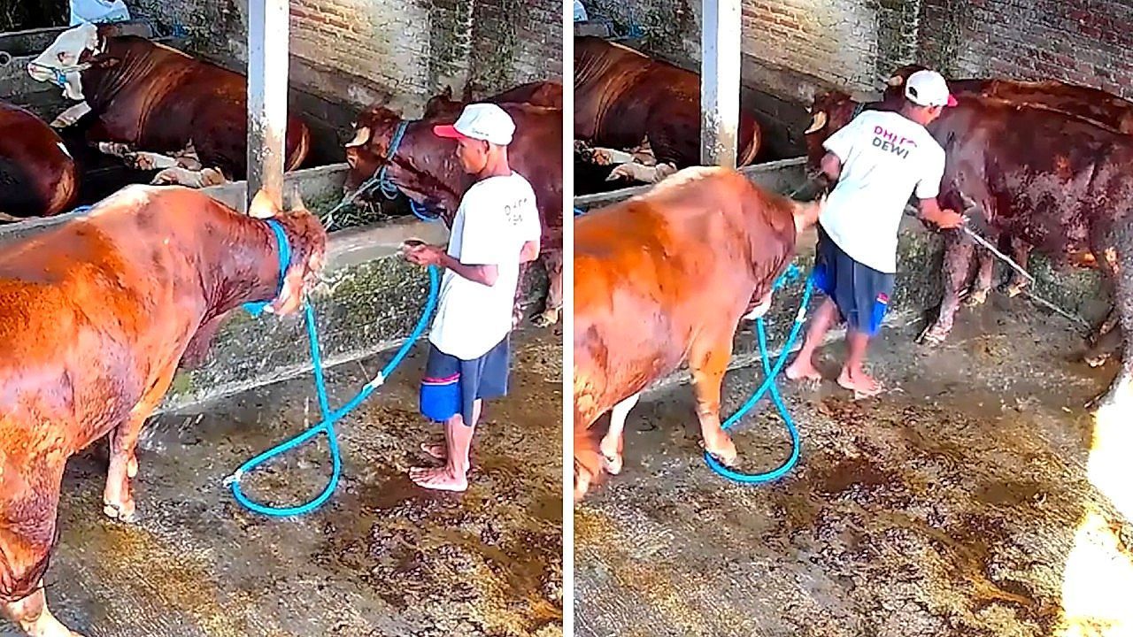 Karma mit Hörnern: Bauer schlägt Kuh – und muss dafür bezahlen