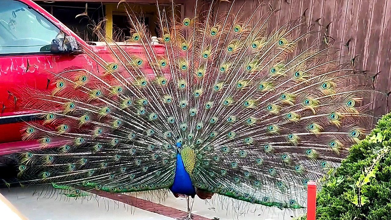 Vögel raus: Berühmte Pfauen in Kalifornien sollen umgesiedelt werden – Anwohner uneins