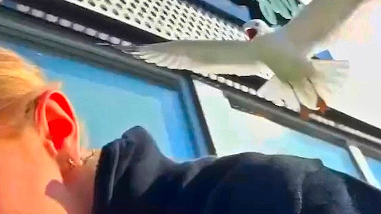 Video: Aufdringlicher Stalker: Möwe jagt Teenagerin in Einkaufszentrum