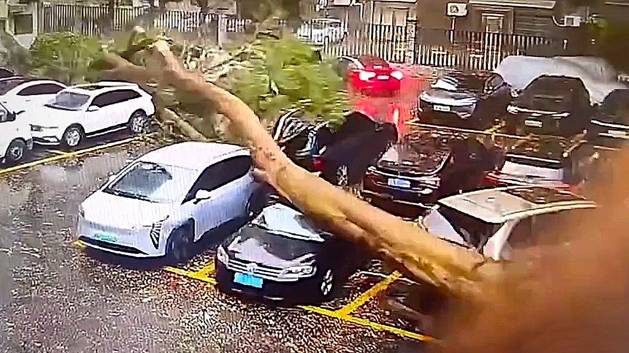 Video: Riesiger Baum stürzt in China auf Autos – Fahrer entkommt um Haaresbreite
