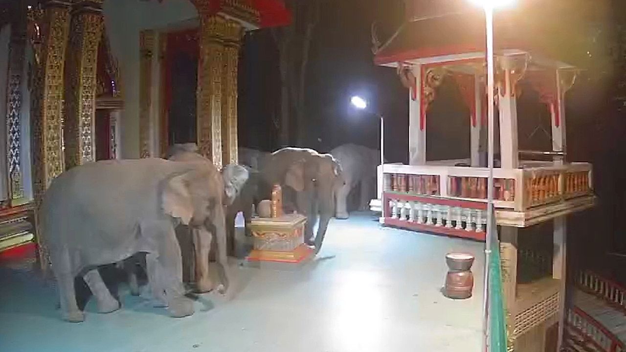 Video: Tierischer Tempelbesuch in Thailand: Elefantenherde schaut zum Abendgebet vorbei