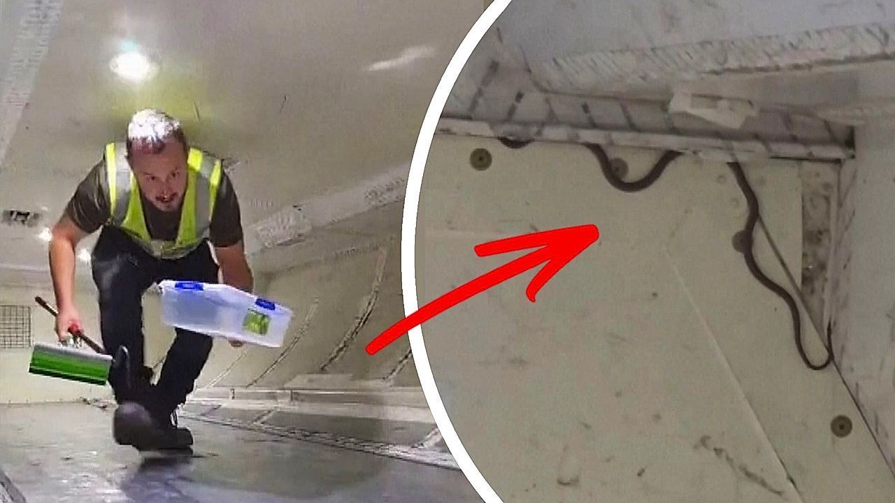 Blinde Passagierin mit Schuppen: Schlange sorgt für Flugchaos in Australien