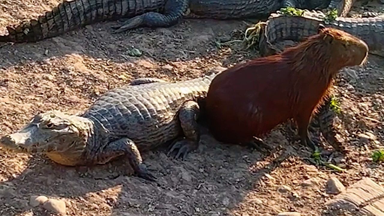 Neben Reptil gesetzt: Mutiges Wasserschwein besucht Kaimane an Flussufer