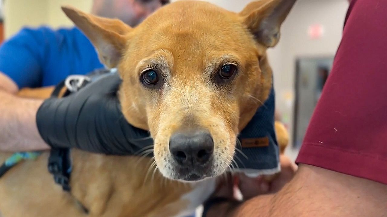 Video: Hunde sollen länger leben: Kalifornische Firma testet Wunderpille für Vierbeiner