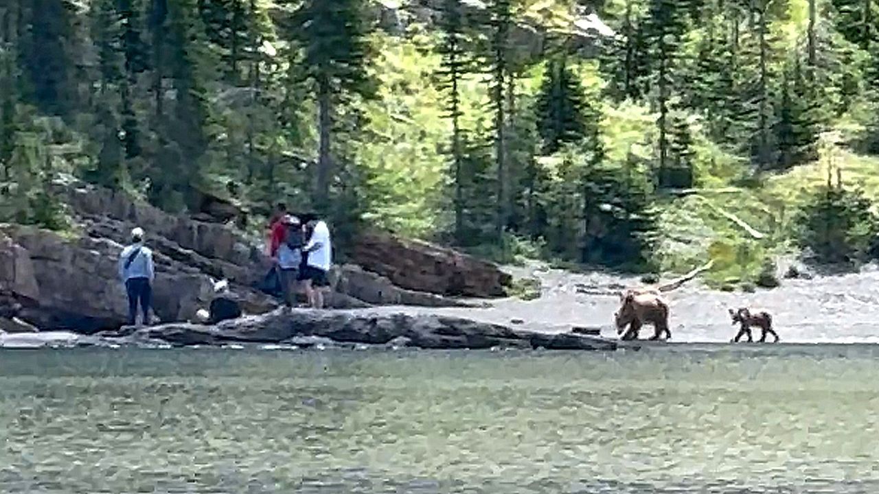 Video: Begegnung in der Wildnis: Bärenfamilie rückt Touristen auf die Pelle