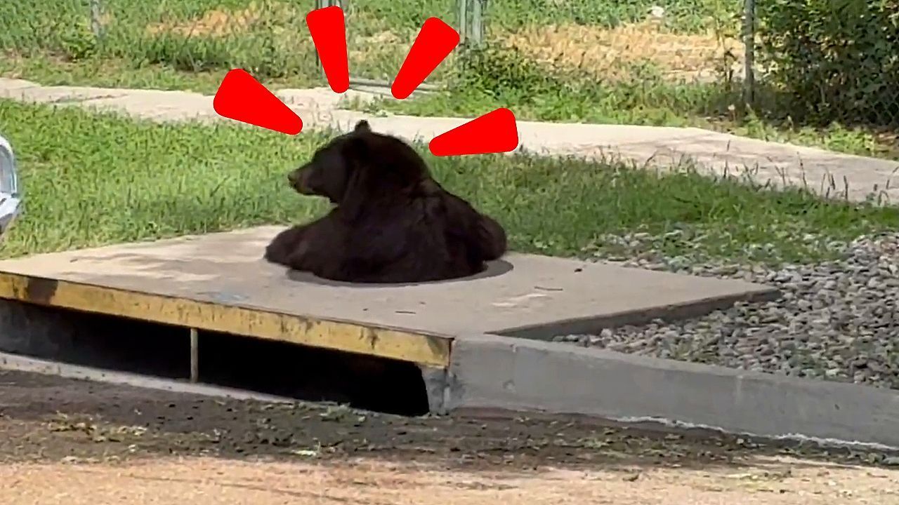 Tierischer Kanalarbeiter: Bär klettert aus Gully
