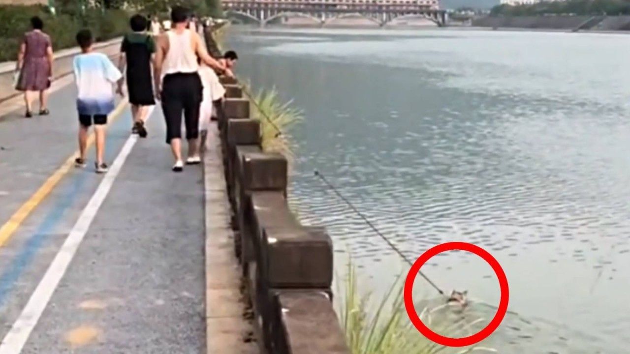 Mann will Hund ausführen – Vierbeiner geht lieber schwimmen