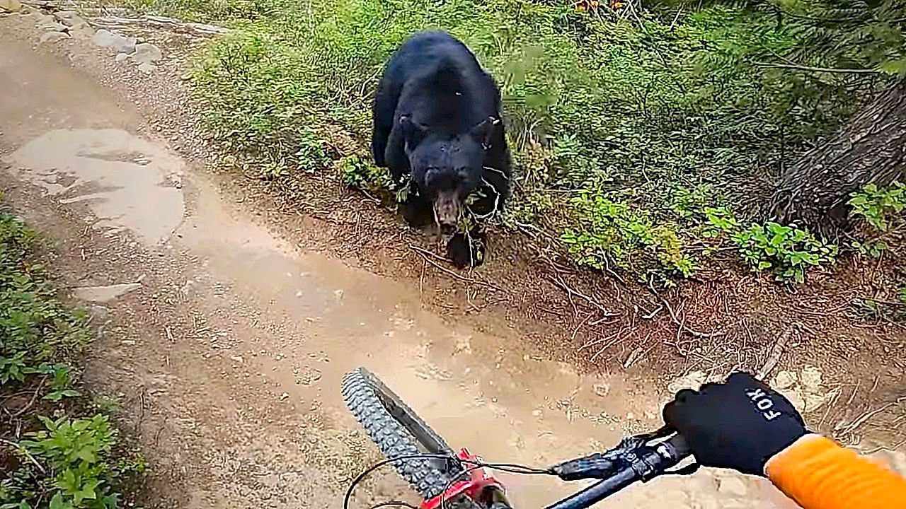Video: Schreck im Wald: Bär attackiert Mountainbiker in Kanada