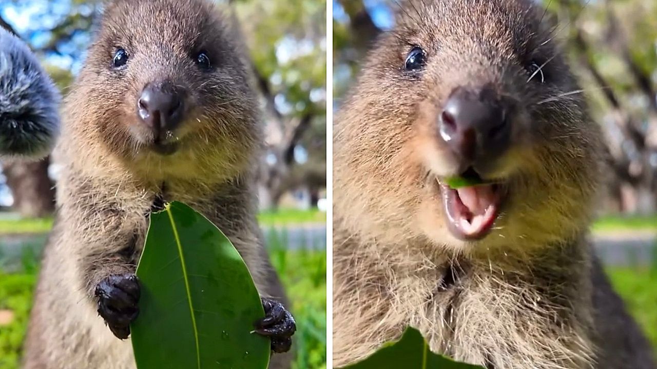 Video: Einfach happy: Überglückliches Quokka beim Naschen erwischt