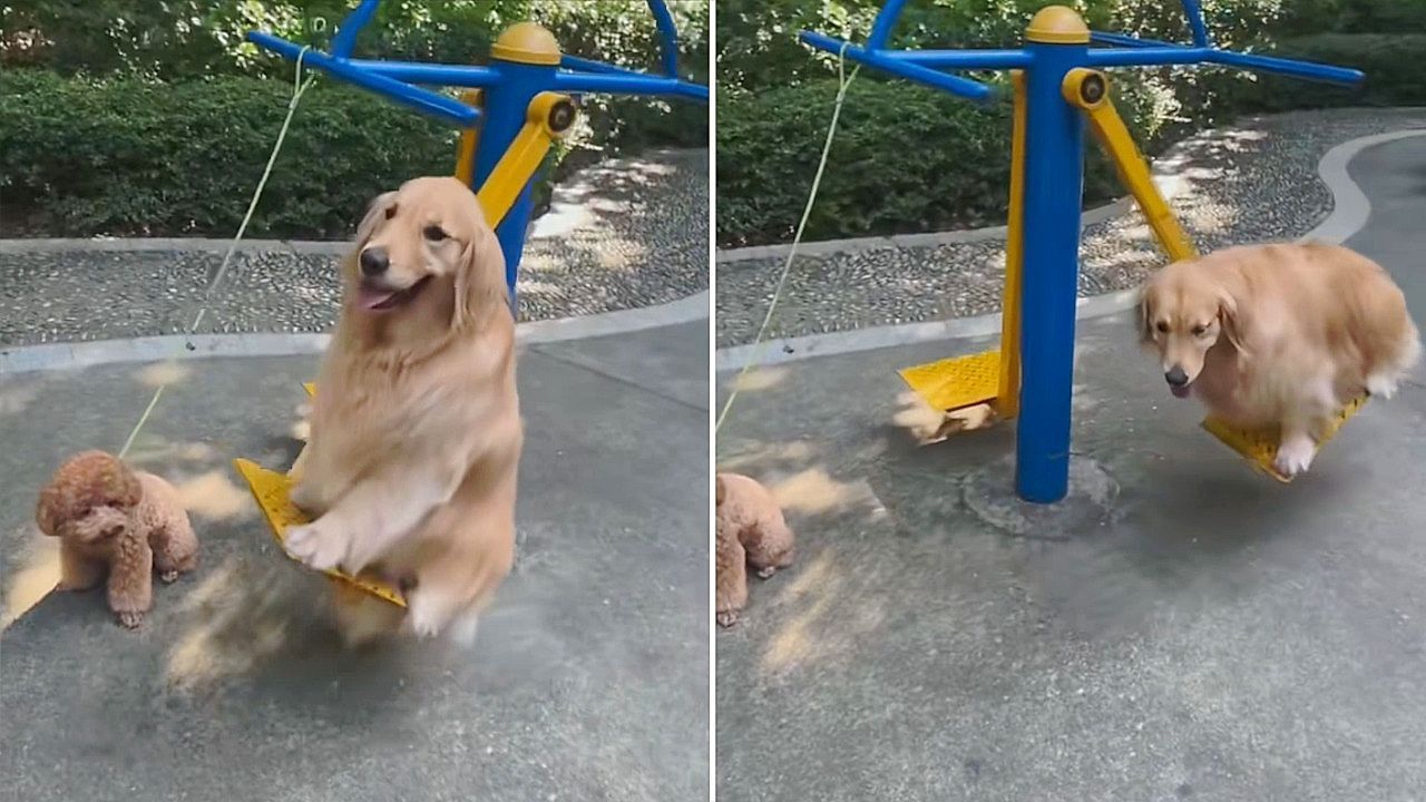 Verspielter-Golden-Retriever-schaukelt-im-Park-Kumpel-muss-neidisch-zuschauen