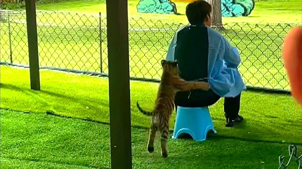 Junger Tiger übt die Jagd – mit ahnungslosem Tierpfleger