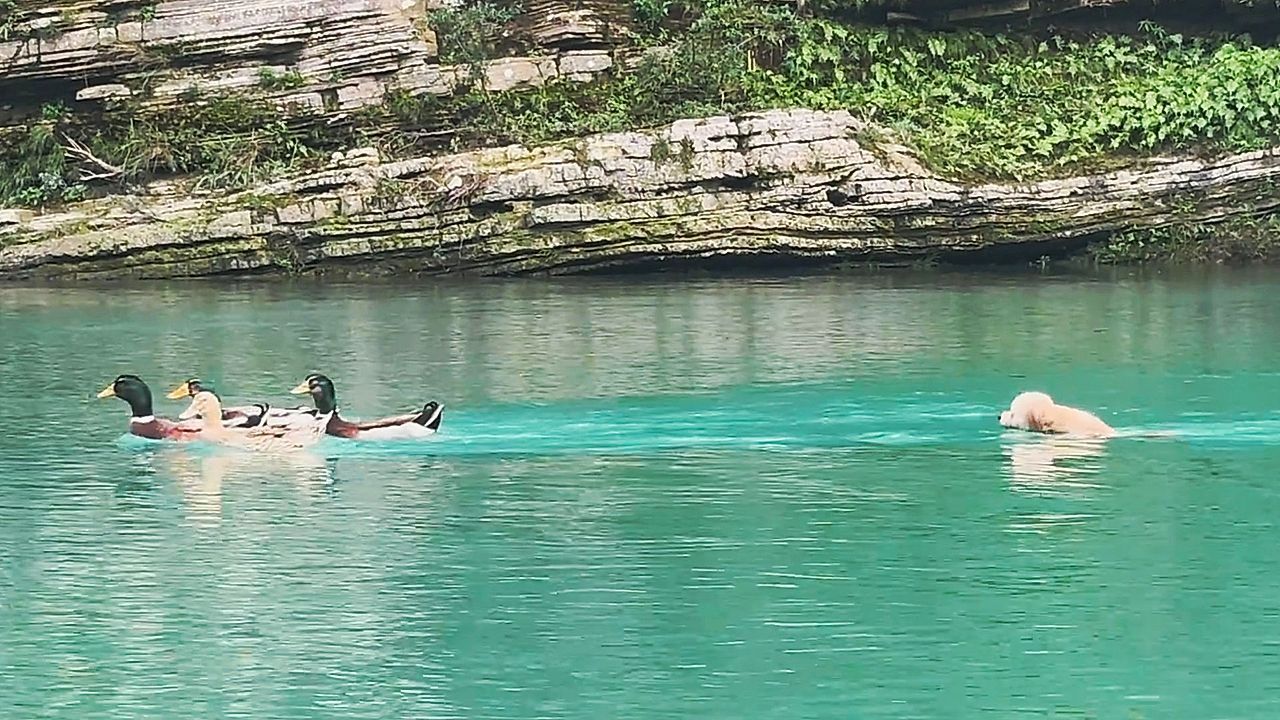 Hund will Enten jagen – Vögel bleiben extrem entspannt