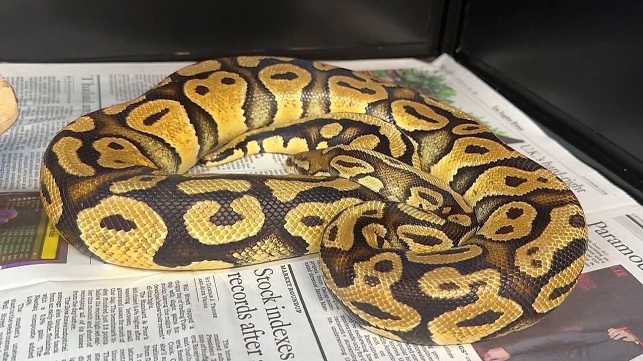 Missing pet python reunited with California family after 7 weeks
