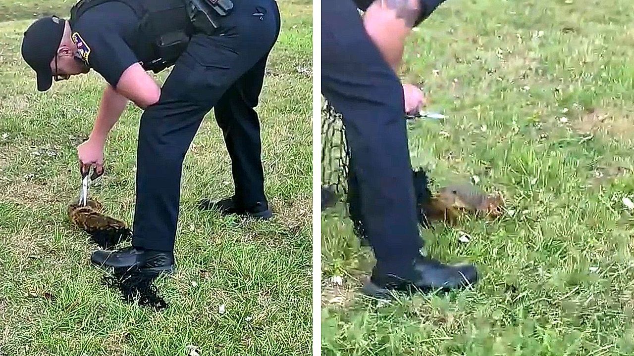 In Tornetz verheddert: Polizist befreit Eichhörnchen in Ohio