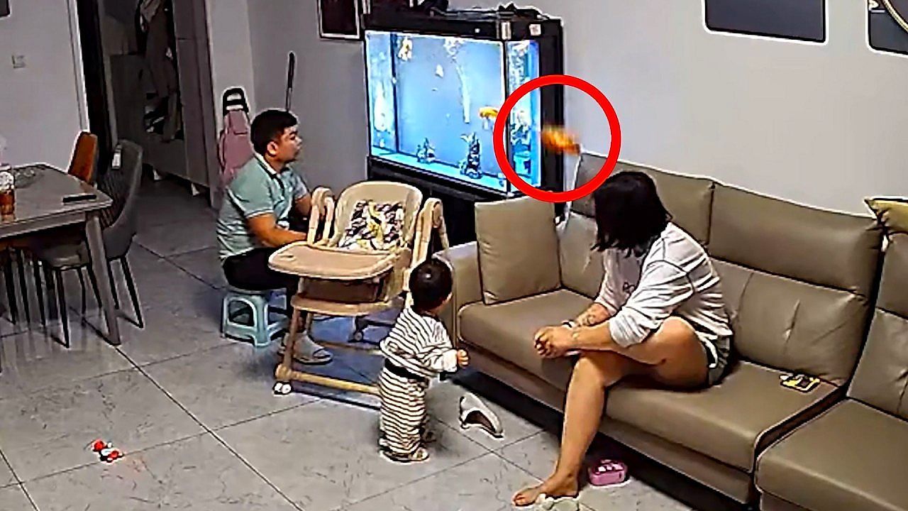 Kamikaze koi! Family get fright when fish jumps onto their couch