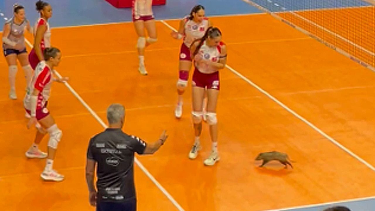 Video: Panik auf dem Spielfeld: Opossum unterbricht Volleyballspiel in Brasilien