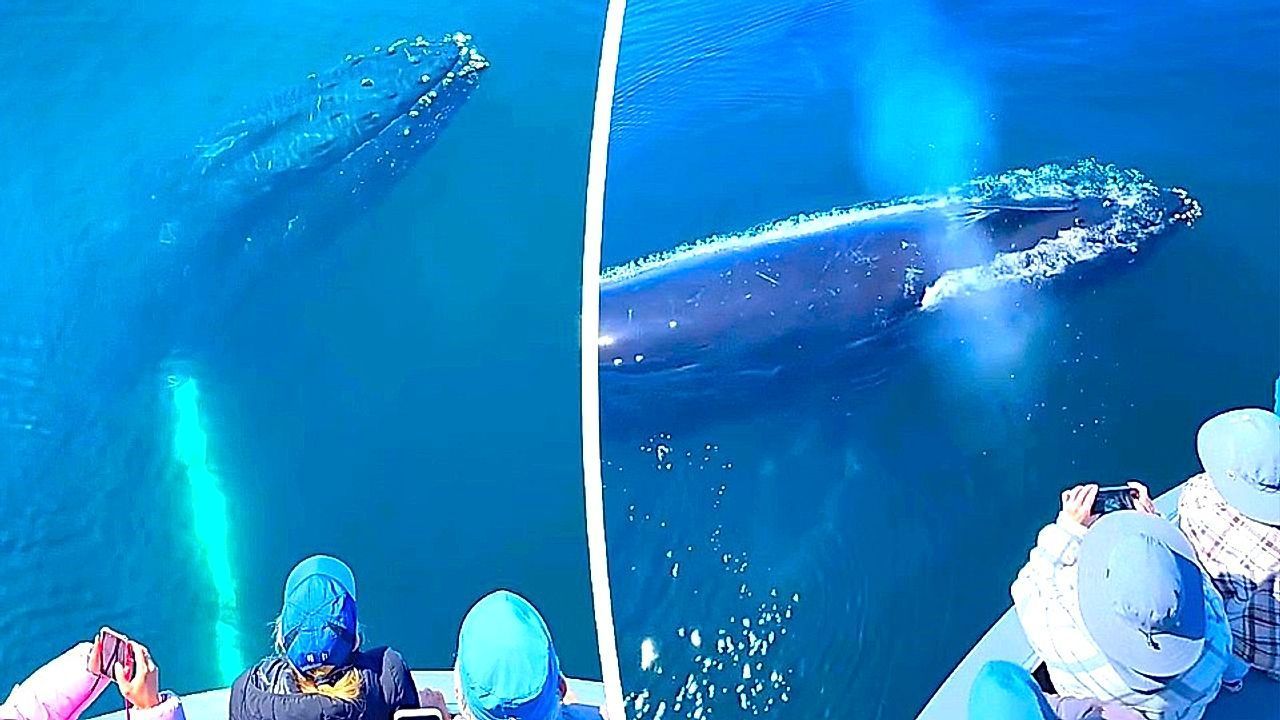 Humpback whale greets tourists with water fountain