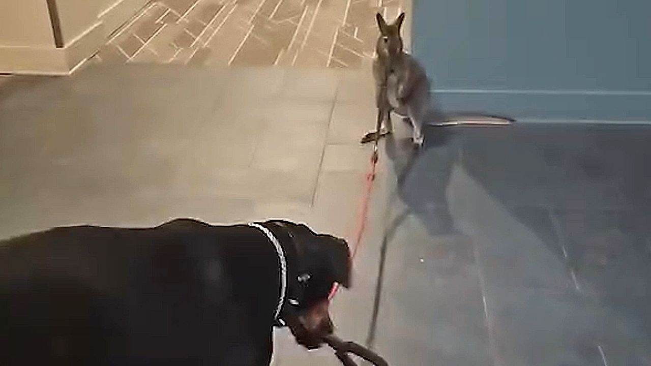 Dog gets into argument with wallaby while trying to take it for a walk