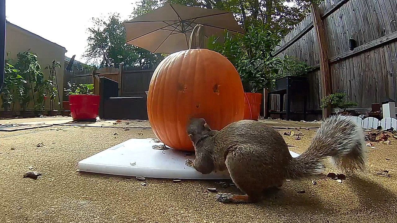 Wild backyard critters carve a Halloween pumpkin