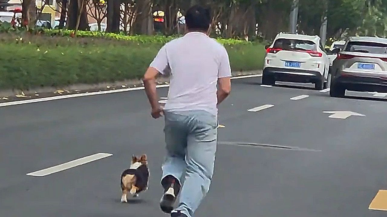 Frantic driver chases escaped corgi through traffic