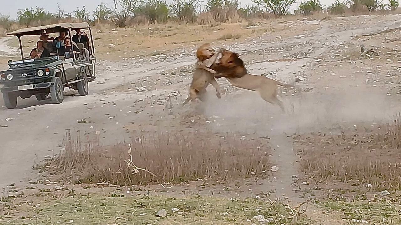 Fierce battle: Two rival lions clash in epic showdown in South Africa
