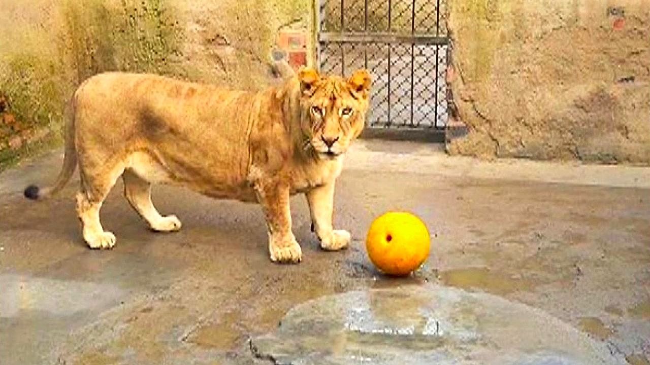 This is the viral lion nicknamed 'Corgi' for its incredibly short legs in China